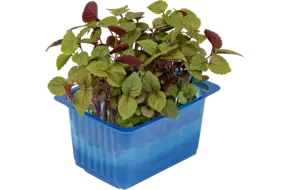Shiso bicolor duo topseal
